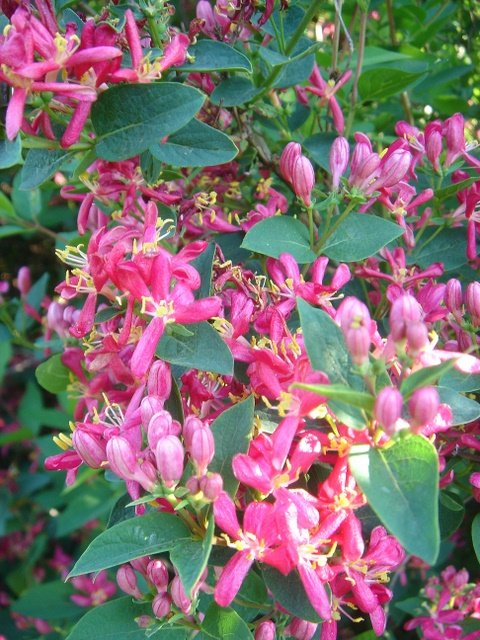 Lonicera korolkowii var.zabeli P17 (2)